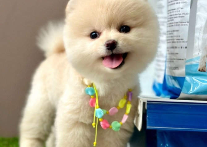 Safkan Pomeranian Boo Yavrularımız